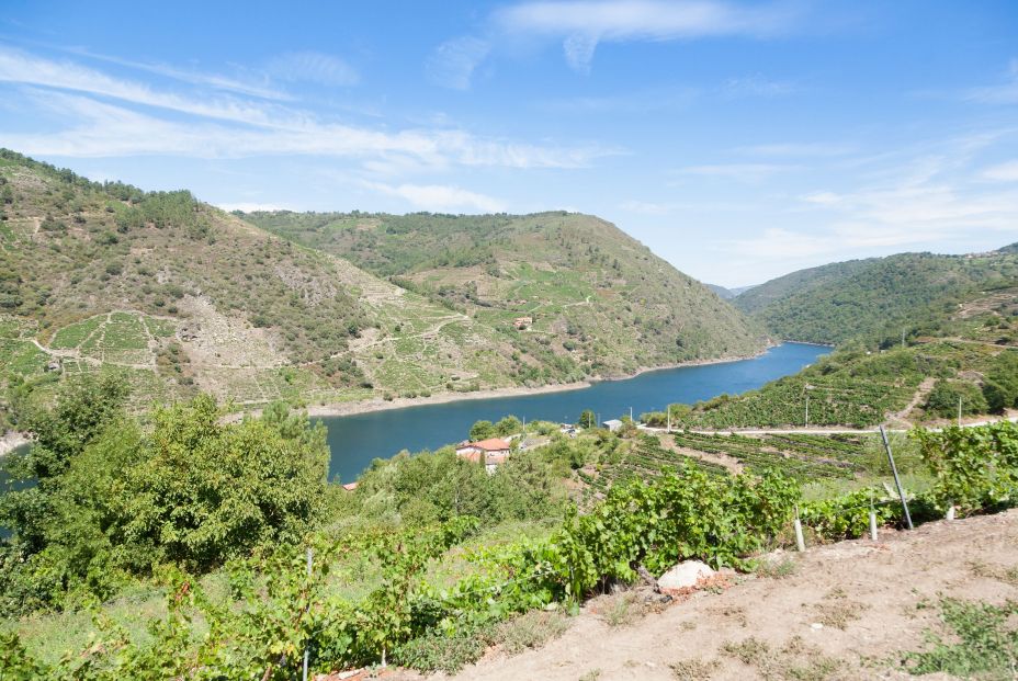 bigstock Vineyards Landscape From Ribei 474103329 bigstock Vineyards Landscape From Ribei 474103329
