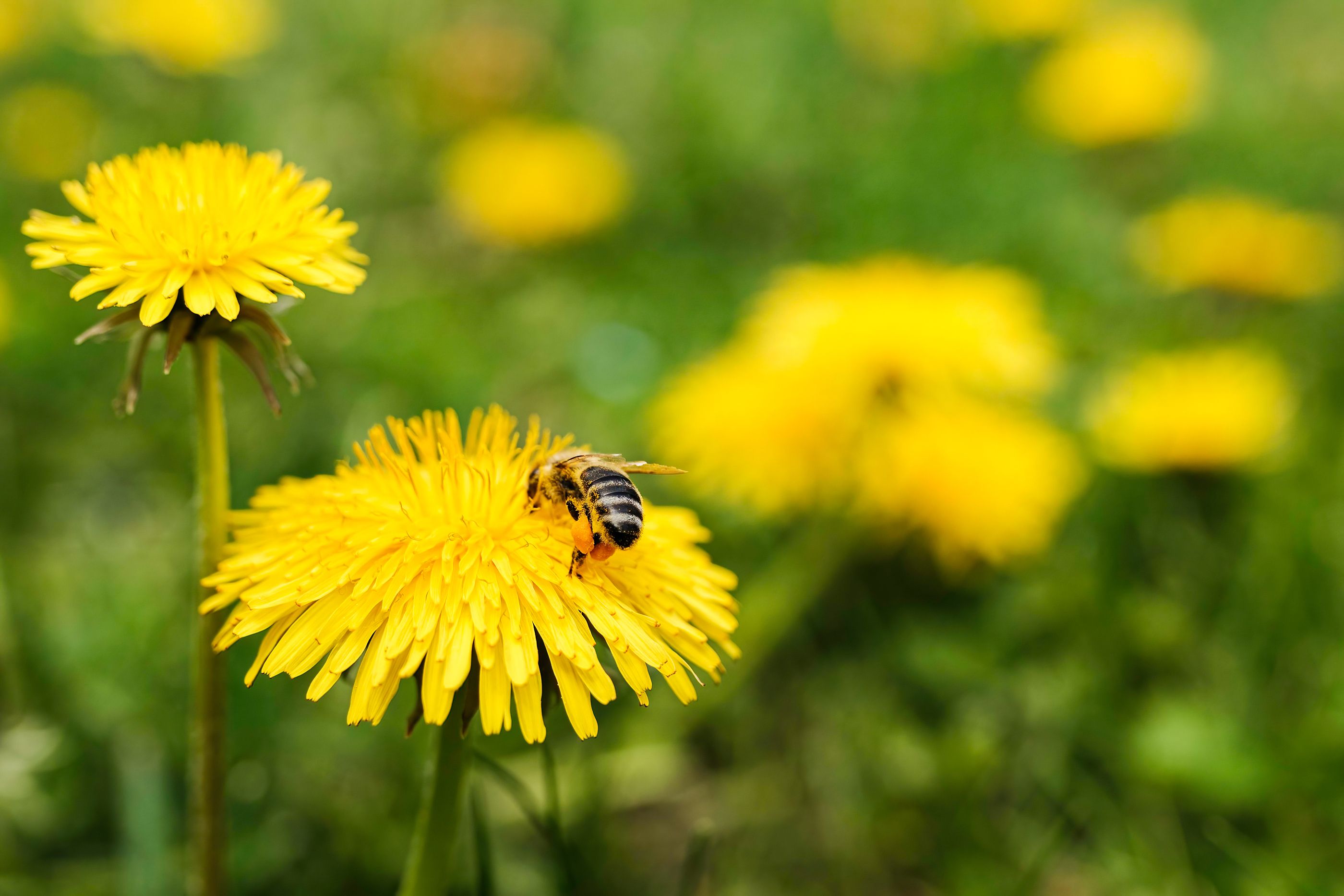 ¿Puede picar una avispa muerta? Foto: Bigstock ¿Puede picar una avispa muerta? Foto: Bigstock