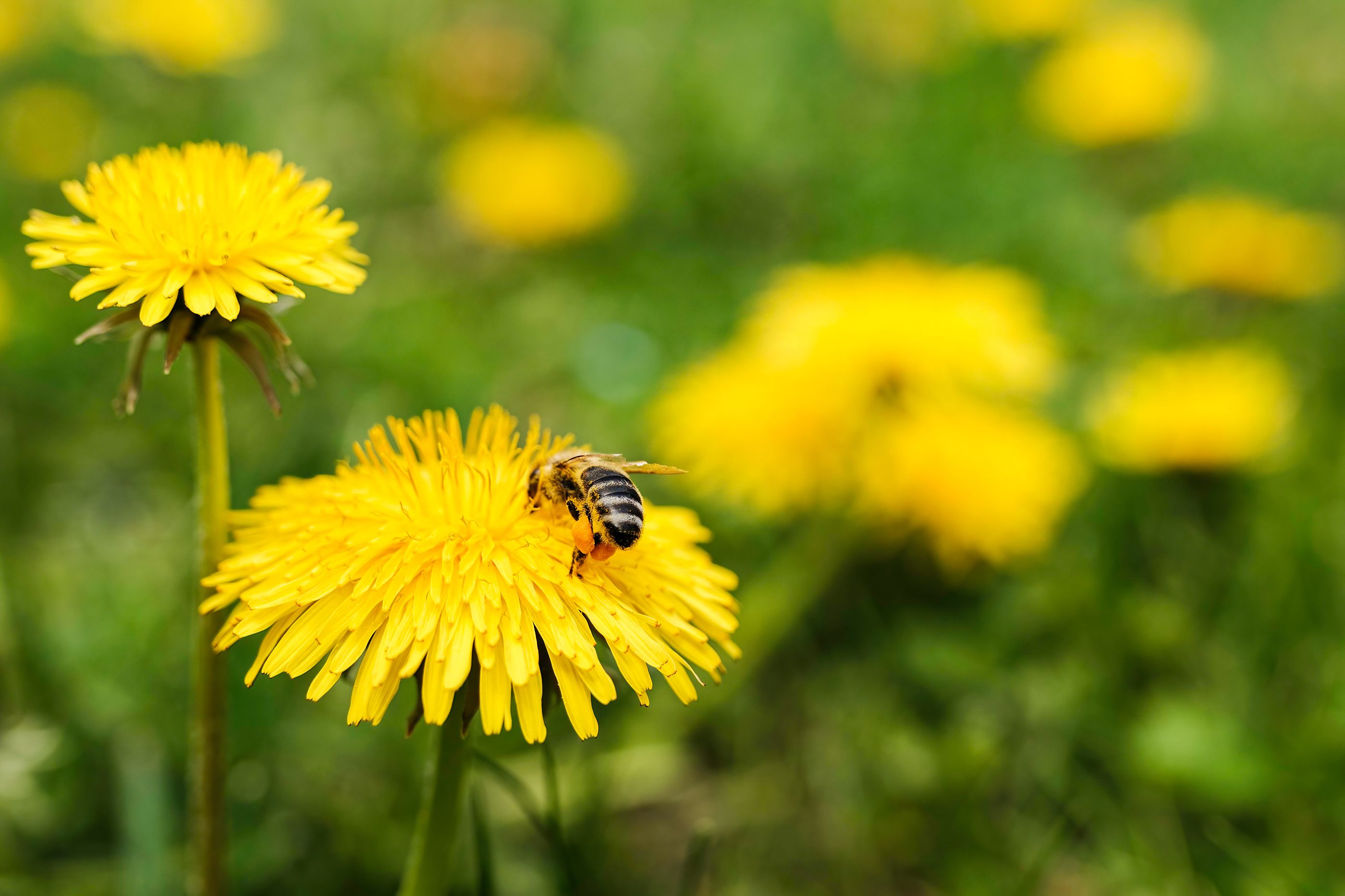 ¿Puede picar una avispa muerta? Foto: Bigstock