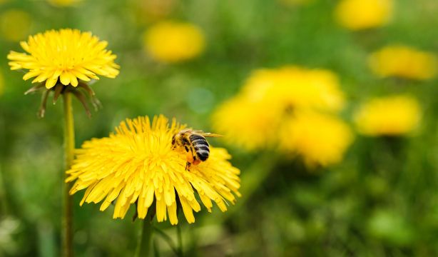¿Puede picar una avispa muerta? Foto: Bigstock