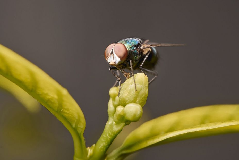 bigstock Macro Photo Of Fruit Flies dr 389461390