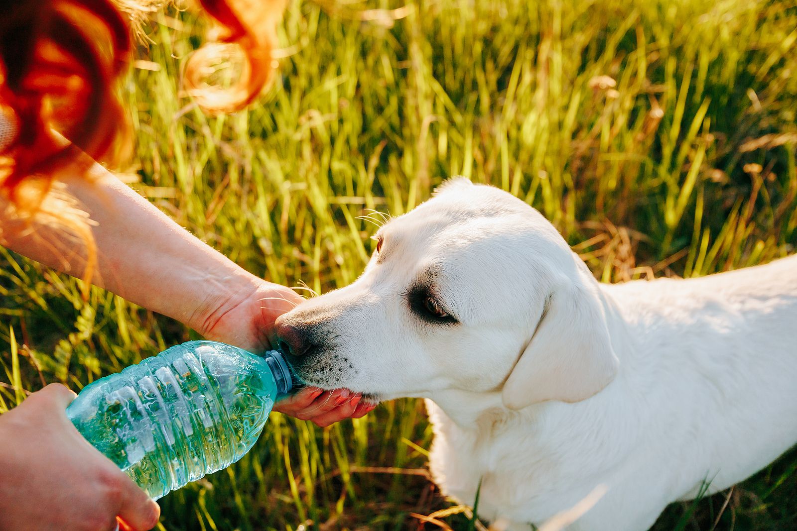 7 consejos para proteger a tu mascota del calor en verano