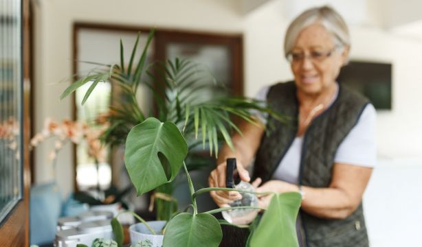 7 plantas de interior que reducen la humedad y ayudan a evitar el moho en casa