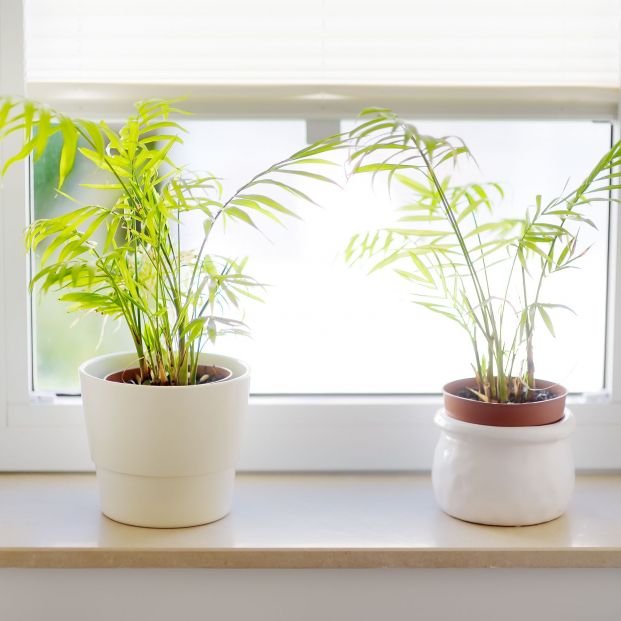 Plantas que absorben el calor y te ayudarán a refrescar tu casa sin esfuerzo. Foto: Bigstock