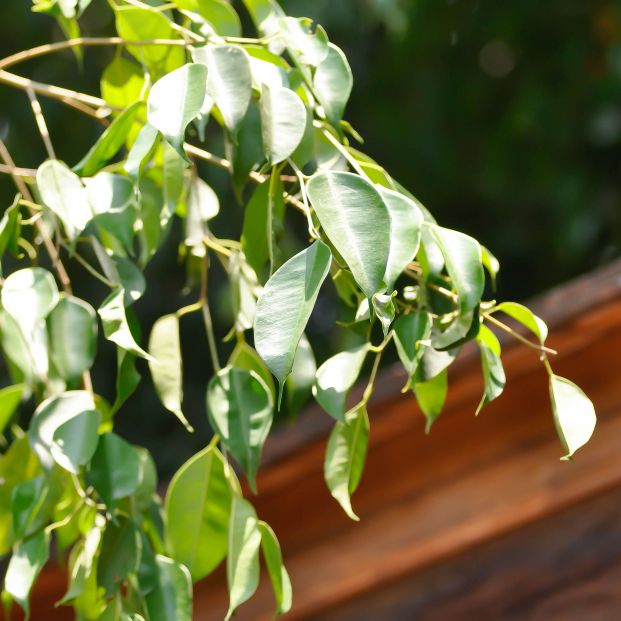 Plantas que absorben el calor y te ayudarán a refrescar tu casa sin esfuerzo. Foto: Bigstock