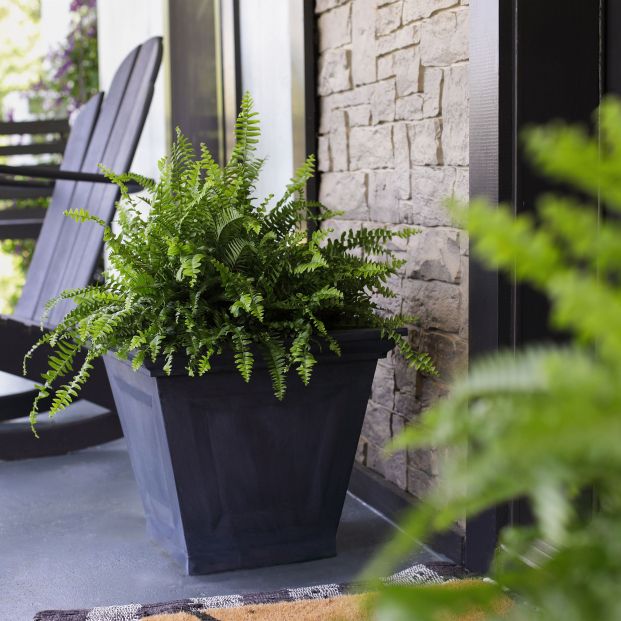 Plantas que absorben el calor y te ayudarán a refrescar tu casa sin esfuerzo. Foto: Bigstock