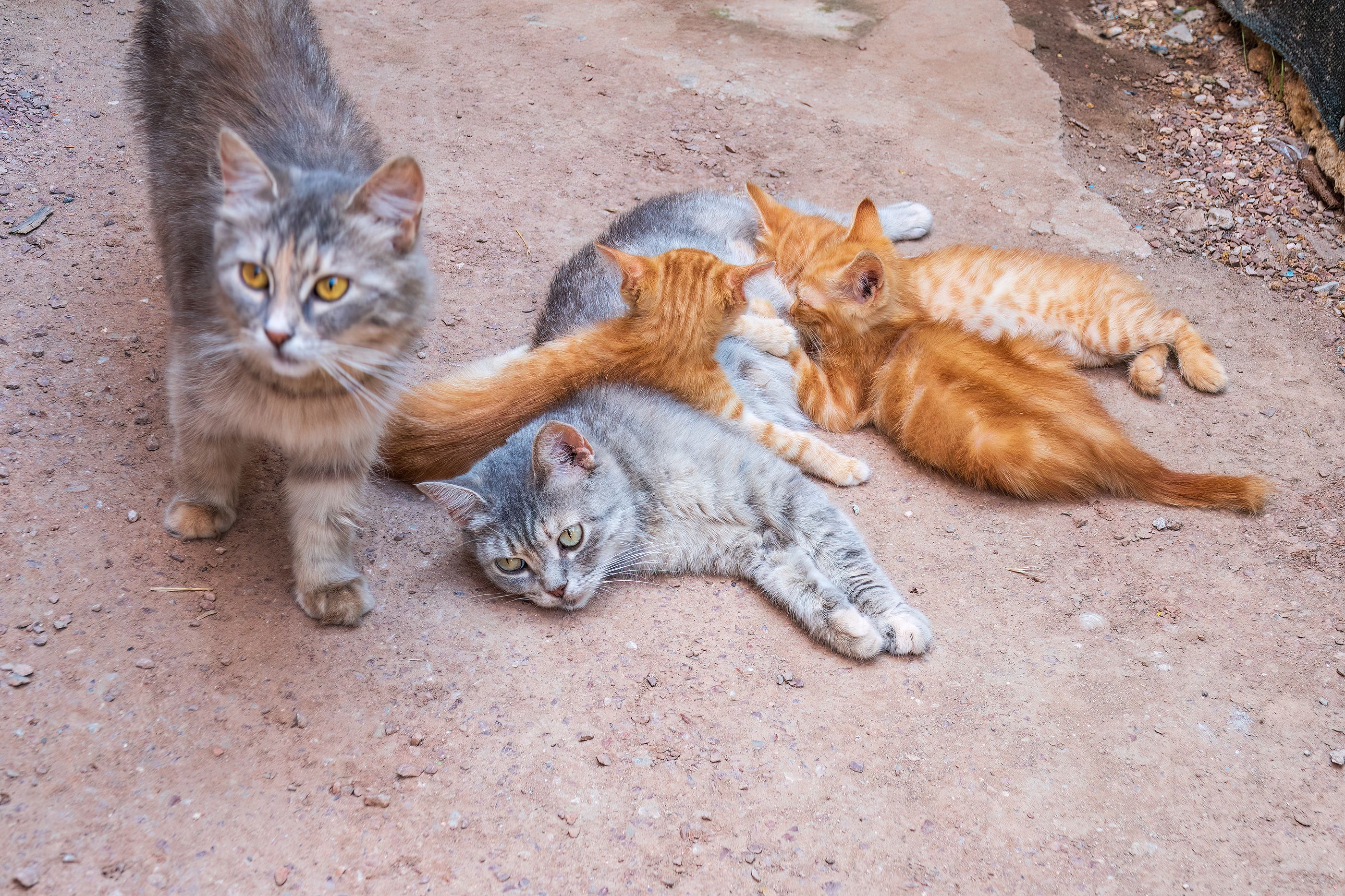 La muerte de decenas de gatos por gripe aviar pone en alerta a la OMS