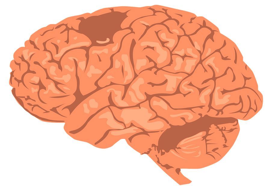 Cerebro Cerebro