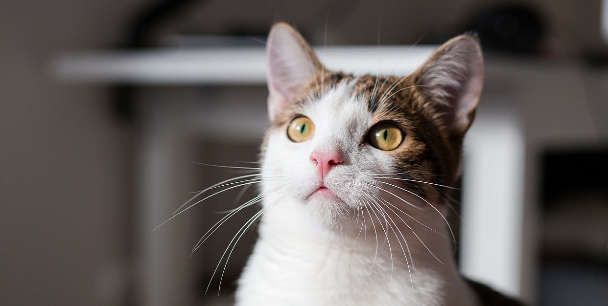 ¿Tu gato vomita a menudo? Estas pueden ser las causas