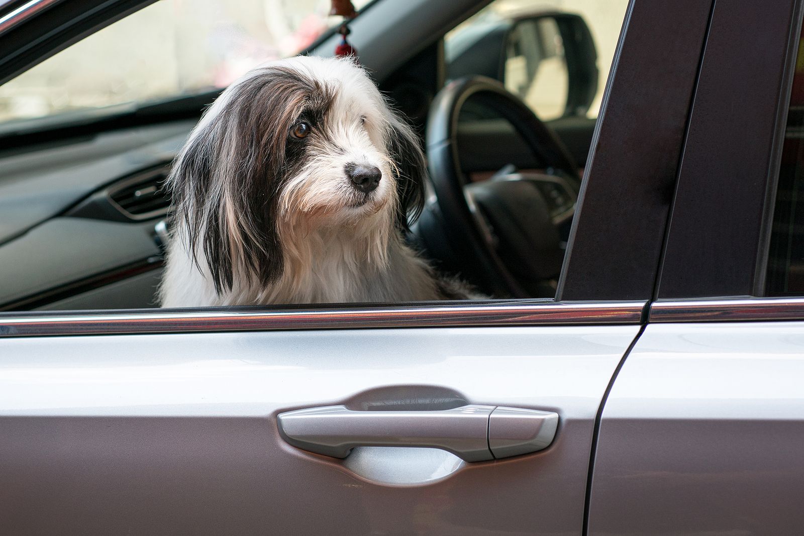 La DGT pregunta, ¿sabes dónde y cómo llevar a tu mascota en coche?