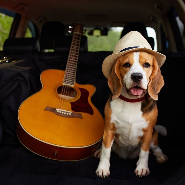 ¿Cómo hay que llevar a las mascotas en el coche? la DGT responde