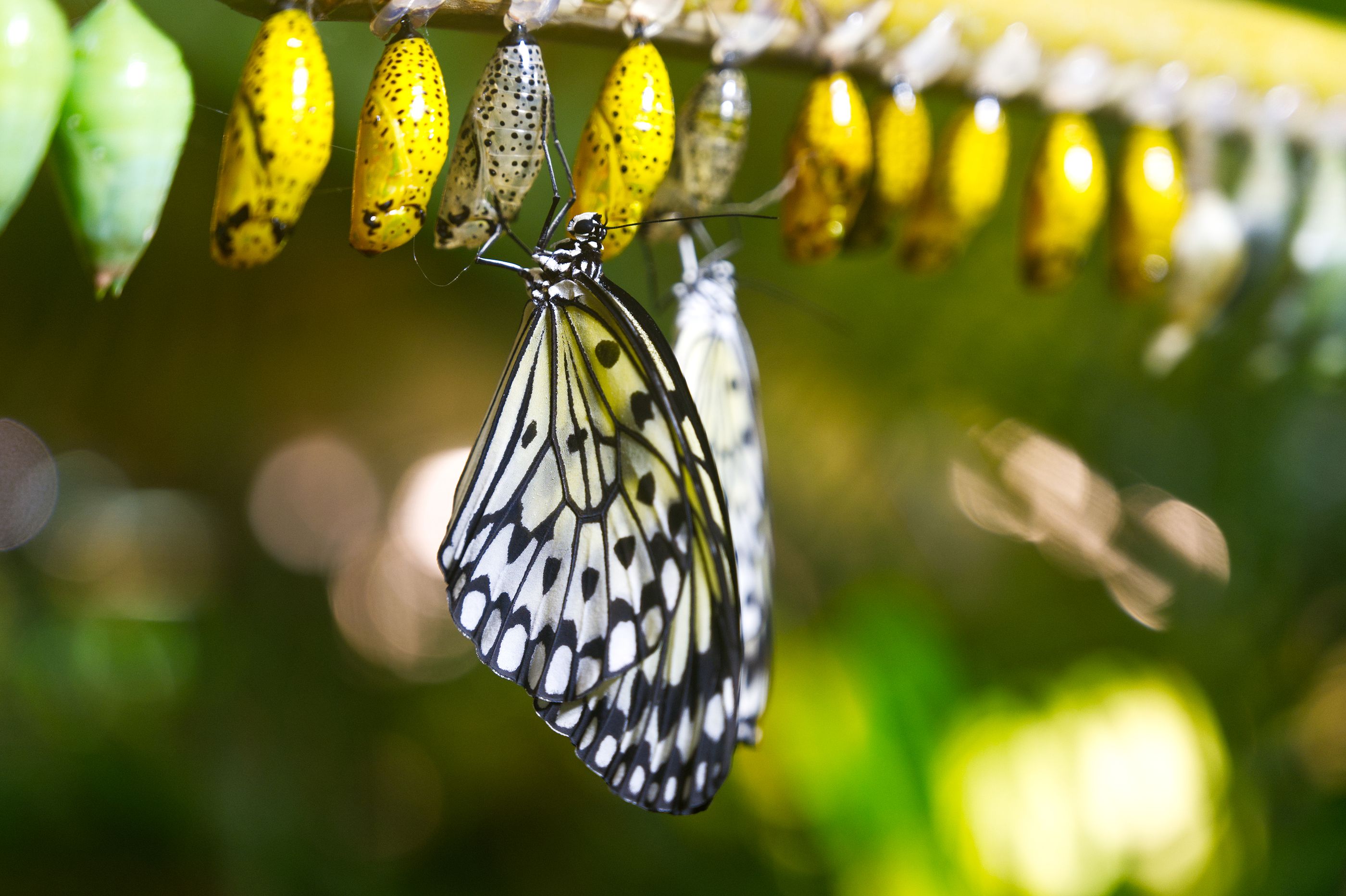 El primer vuelo de la mariposa inspira una nueva fuente de energía