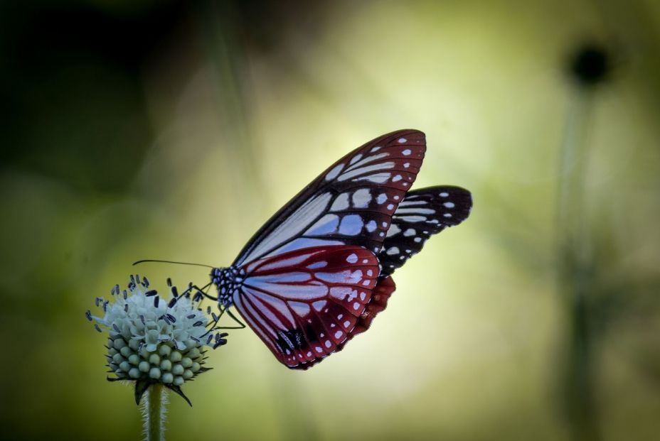 bigstock A Stunning View Of Butterfly a 470882529