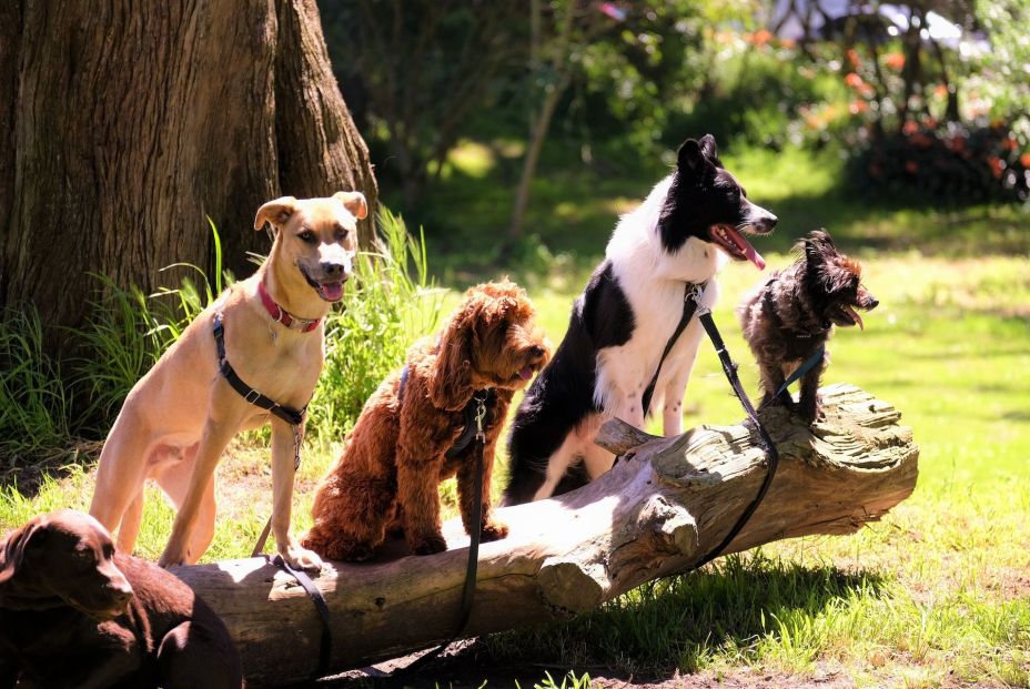 El pueblo de España donde hay casi más perros que personas