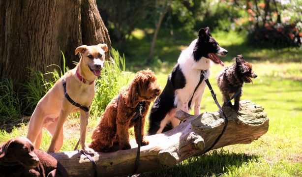 El número de perros en Europa se triplica casi un 200% en ocho años, hasta los 73 millones en 2022