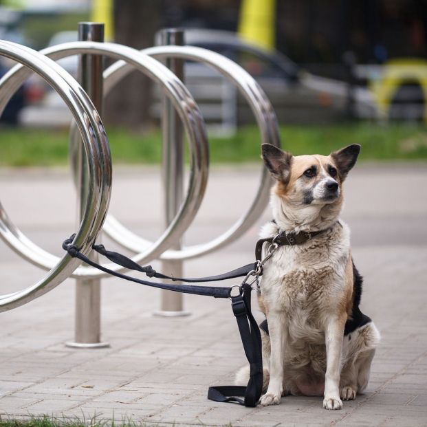 Perro atado Perro atado
