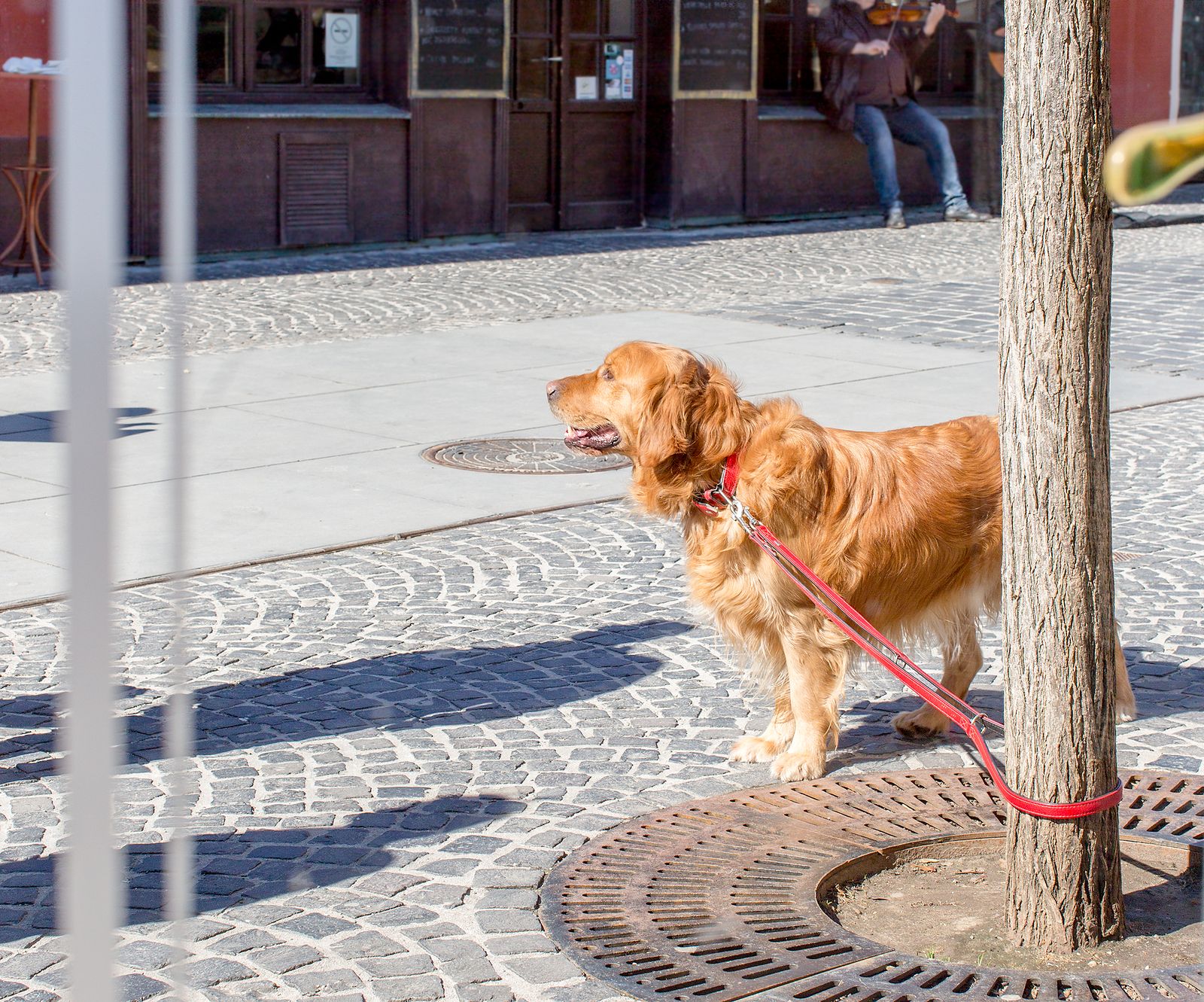 bigstock Golden Retriever Dog Tied To  273501301