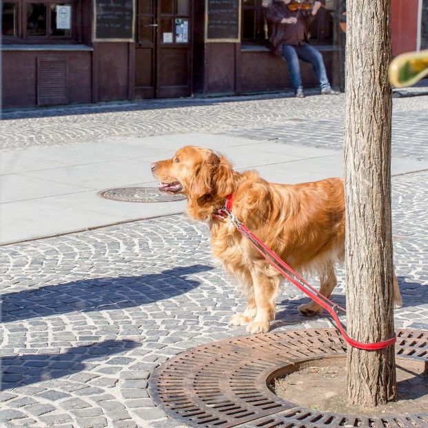 bigstock Golden Retriever Dog Tied To  273501301