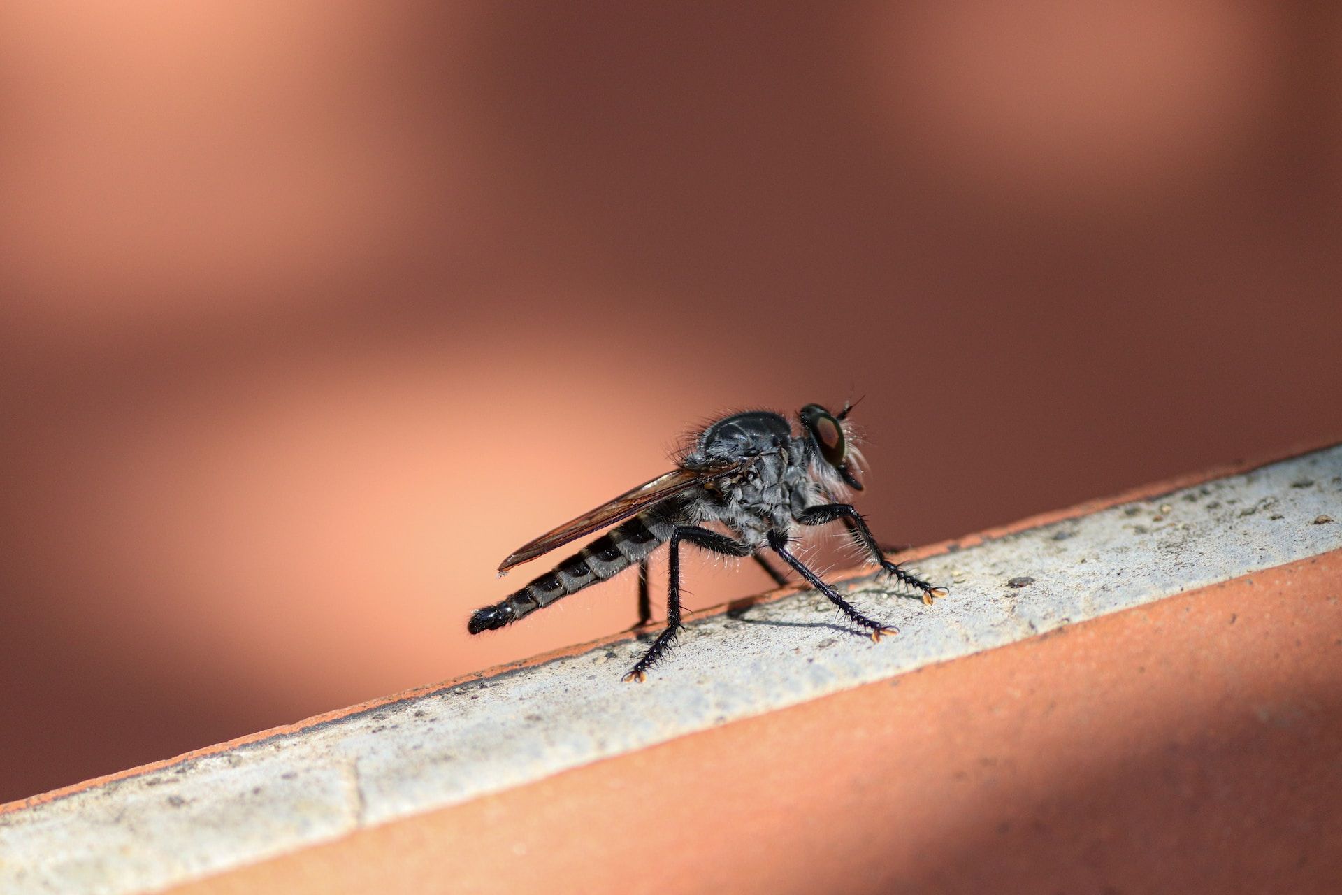 Revelan cuál es el color por el que los mosquitos sienten predilección