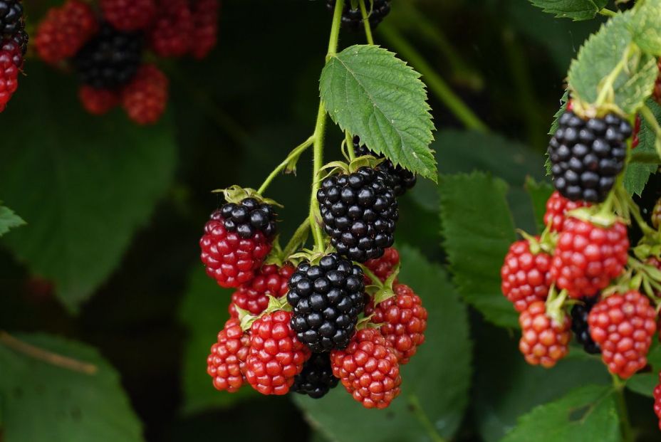 Recorrido por la Sierra Oeste madrileña entre quesos de cabra, mieles, vino y la huerta más grande. Foto: bigstock