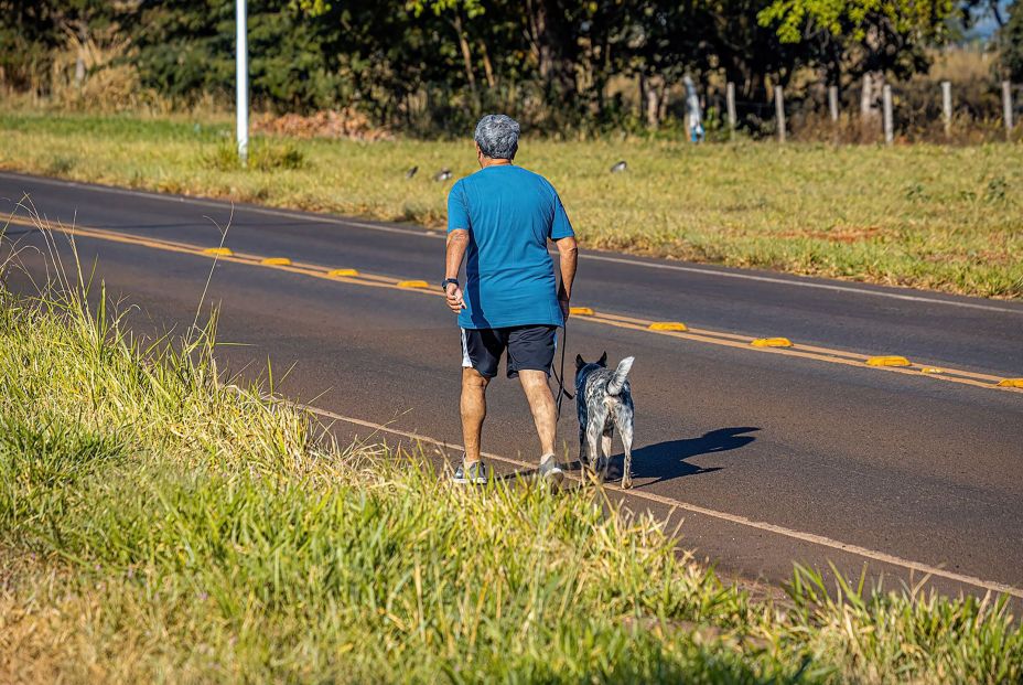 Más de 3.400 perros y gatos fueron atropellados en España en 2022