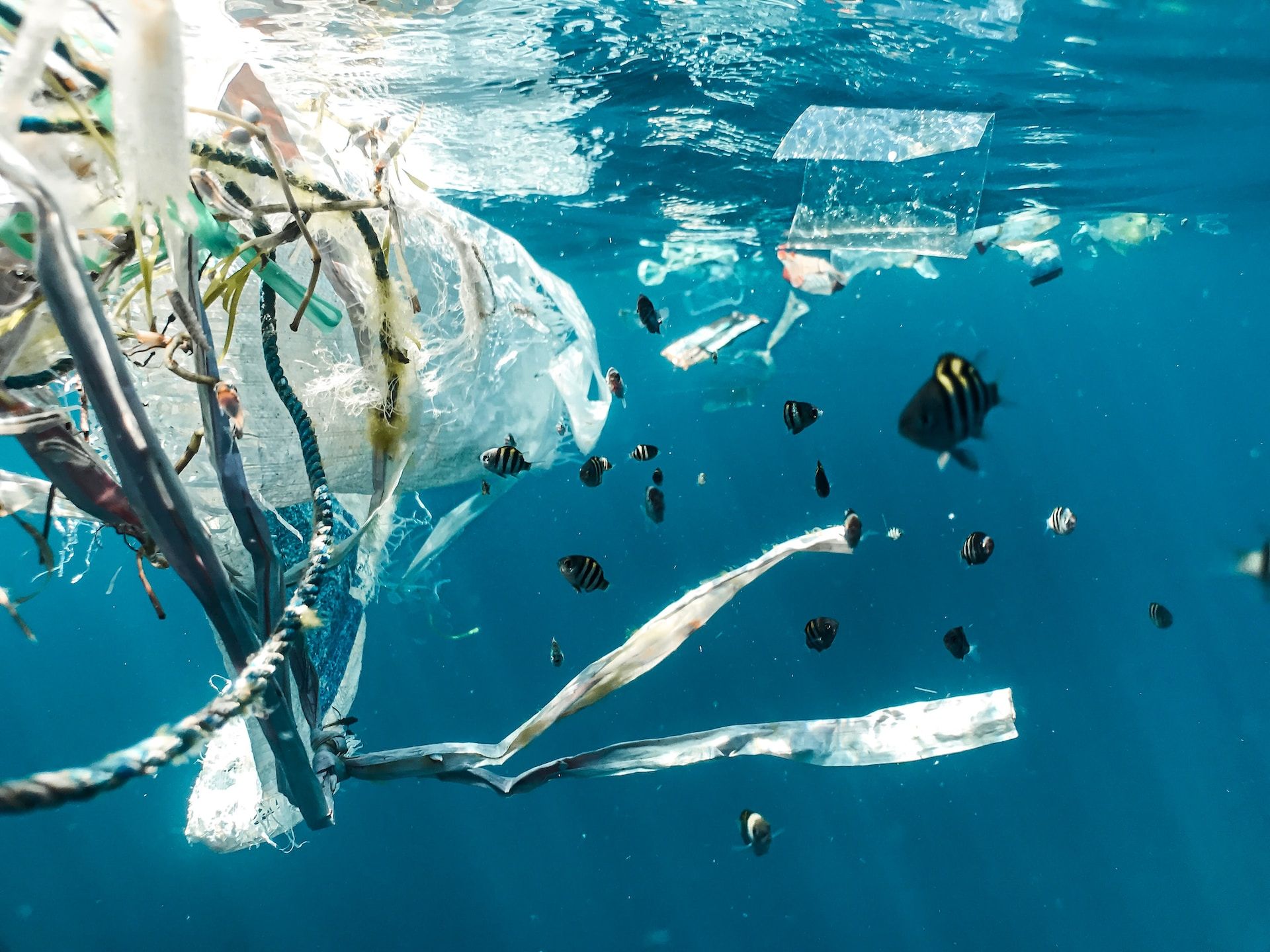 Una realidad preocupante: parte de la masa de los mamíferos marinos ahora es plástico