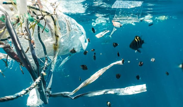 Una realidad preocupante: parte de la masa de los mamíferos marinos ahora es plástico