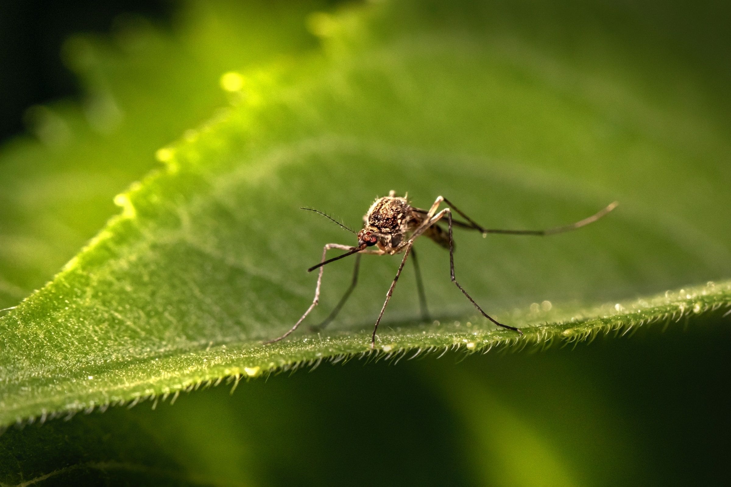 ¡Cuidado! Las altas temperaturas provocan una expansión peligrosa del mosquito tigre