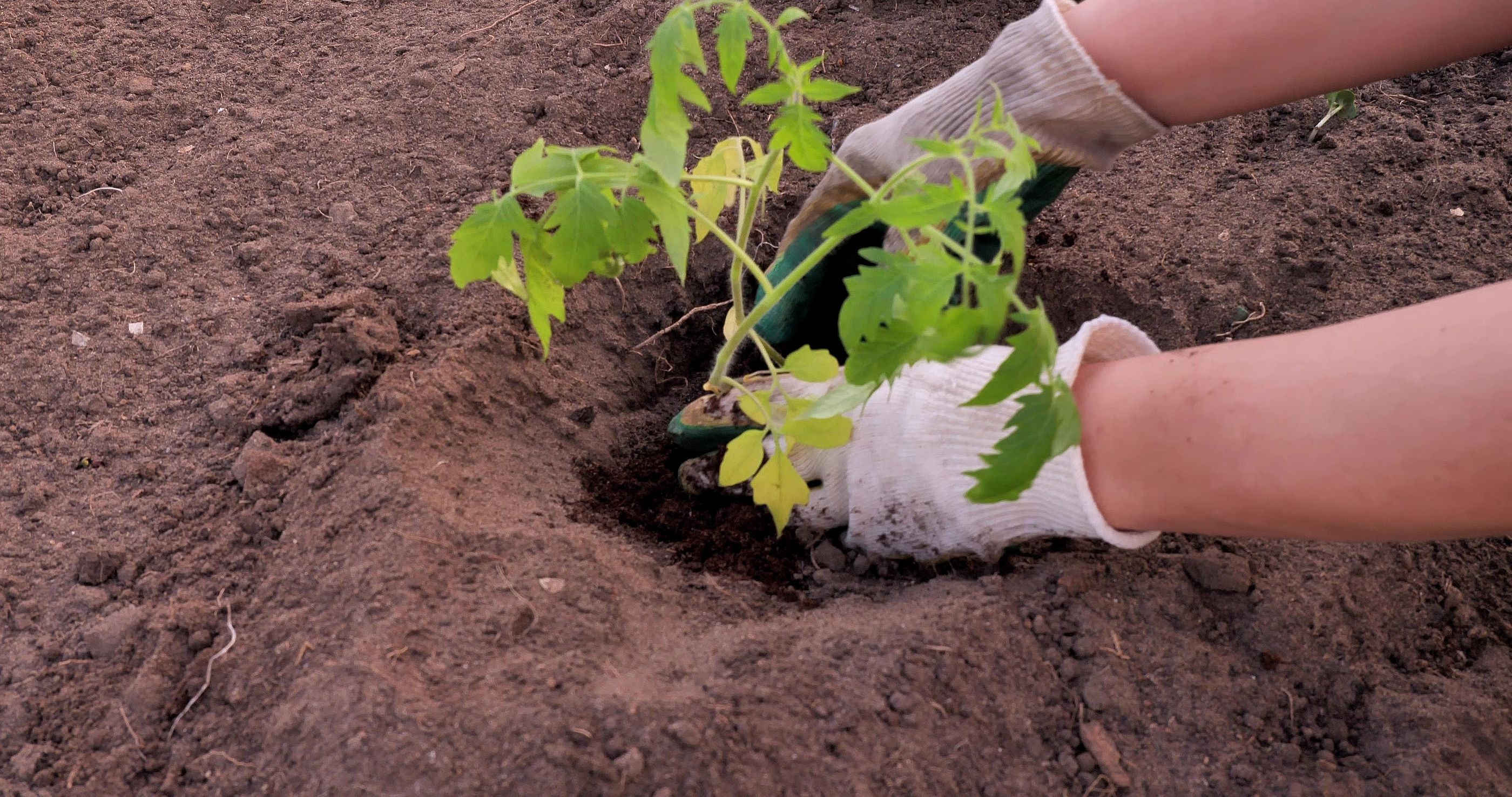 Germinados: ¿son el 'superalimento' que dicen que son?