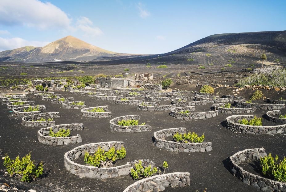 bigstock Landscape Of Volcanic Vineyard 460624131