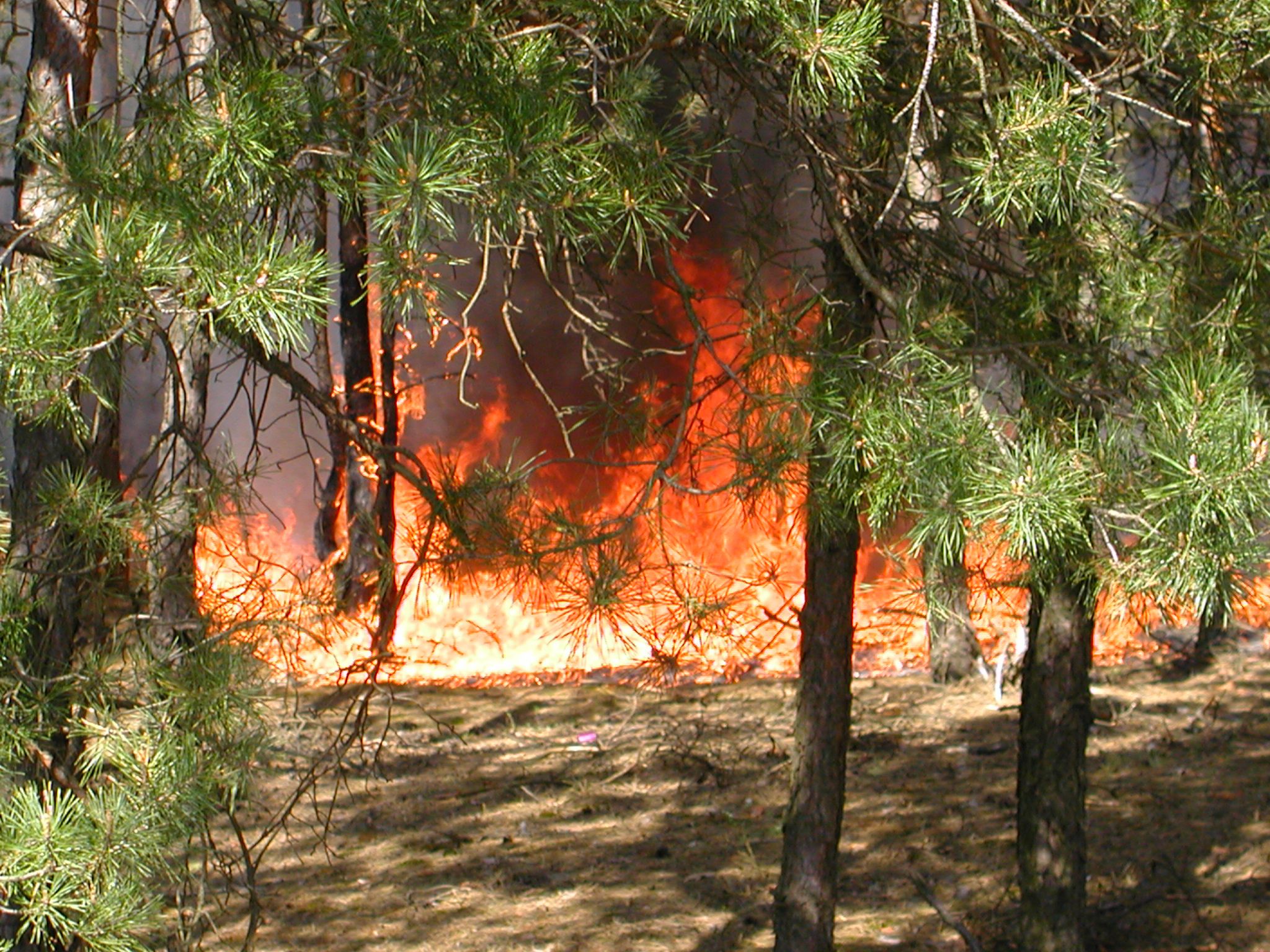 Qué hacer si te ves inmerso en un incendio forestal