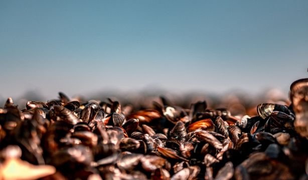 La curiosa manera con la que se defienden los mejillones de virus, bacterias y otros patógenos