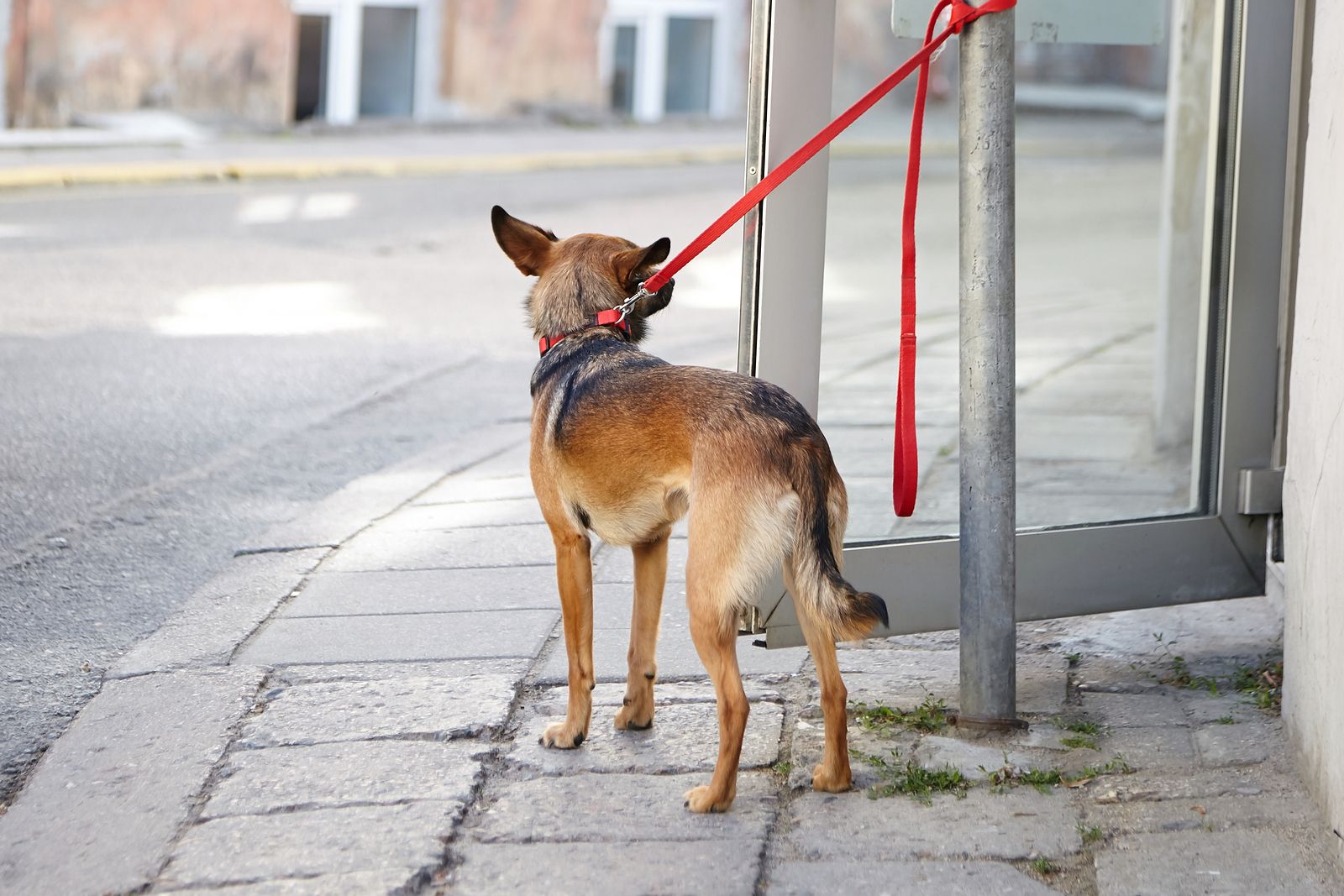 La plaza de los Sitios ya tiene su espacio para soltar al perro