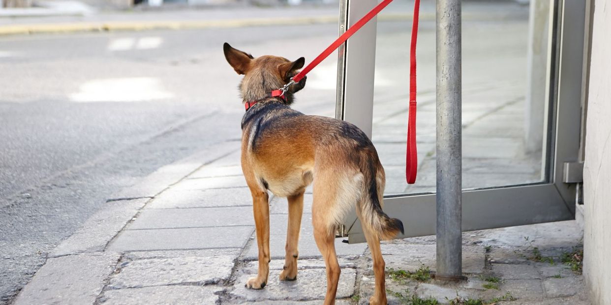 хищение животного