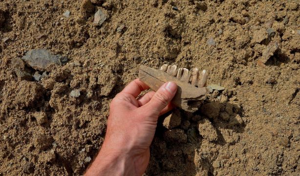 Dientes de la prehistoria ayudan a revelar secretos de enfermedades infecciosas actuales