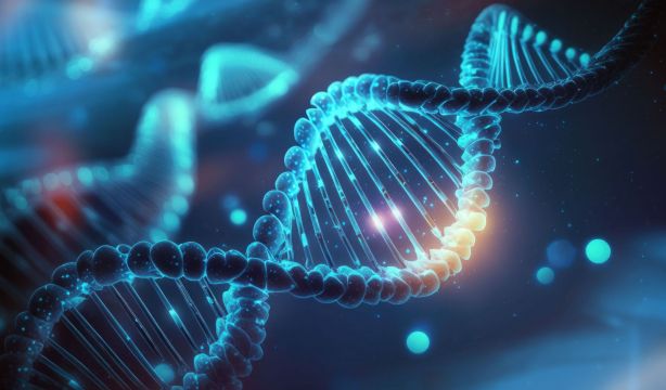 Genomas de 10.000 años del sur de África revelan nuevos datos sobre la evolución humana