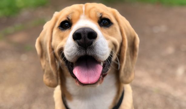Los cerebros de los perros sintonizan mejor cuando les hablan mujeres