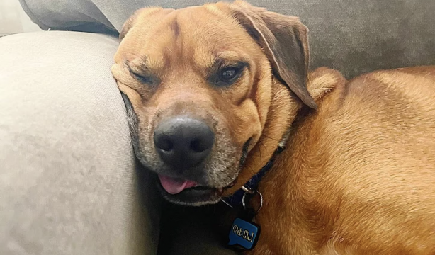Myko, el perro más feliz del mundo cuando visita a sus abuelos