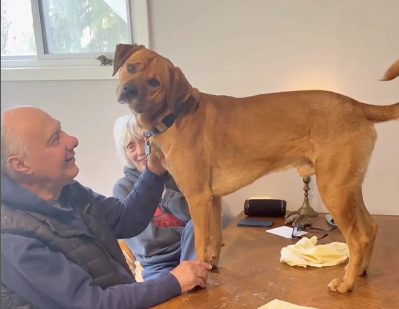 Myko, el perro más feliz del mundo cuando visita a sus abuelos Myko, el perro más feliz del mundo cuando visita a sus abuelos