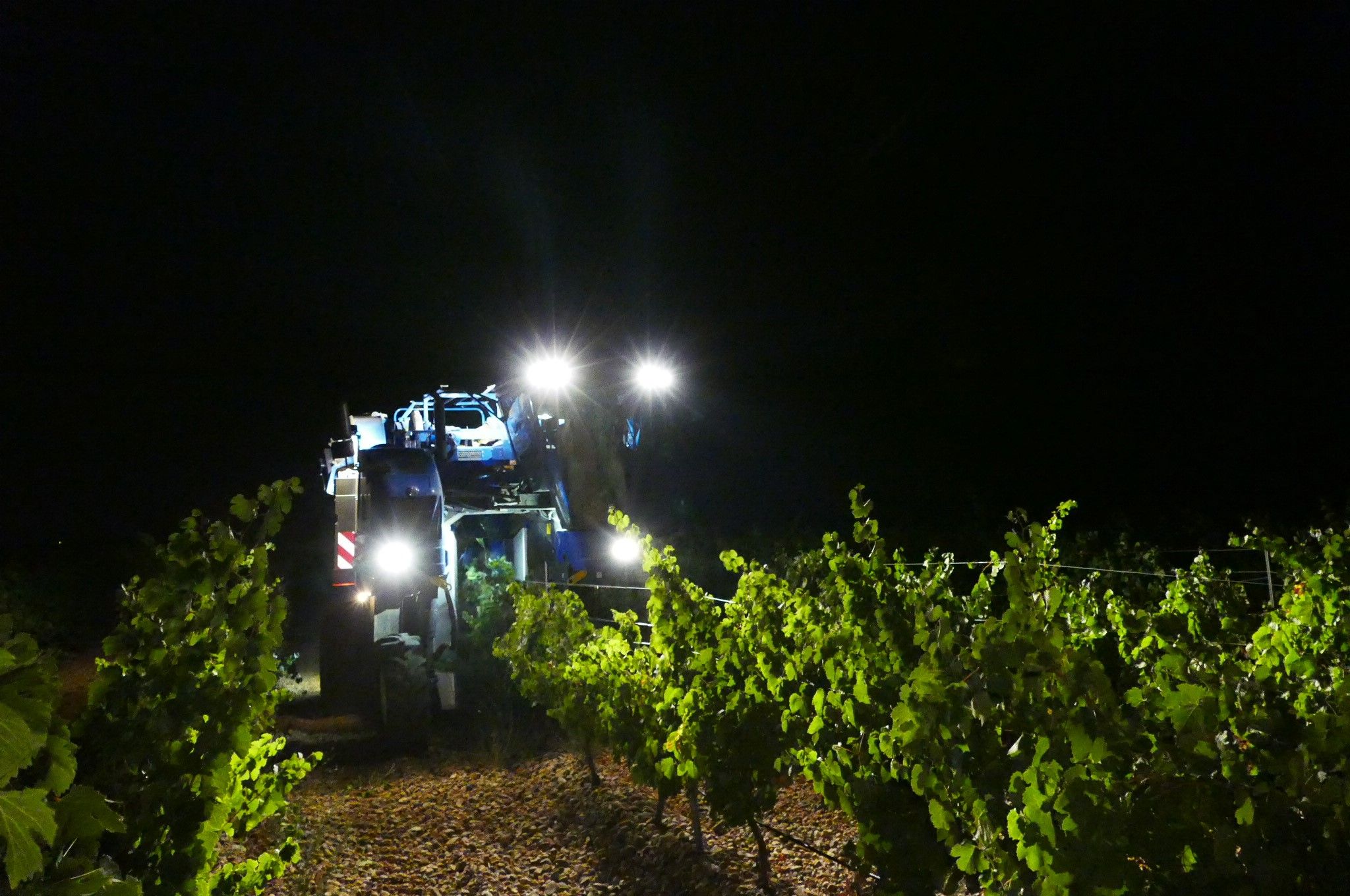 Vinos de Rueda: la Denominación de Origen comienza a vendimiar las uvas Sauvignon Banc y Chardonnay. Foto: DO Rueda