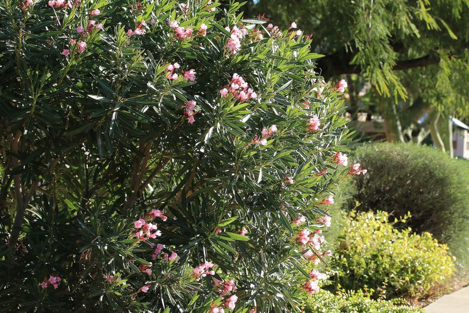 bigstock Decorative Oleander With Pink 469126463 bigstock Decorative Oleander With Pink 469126463