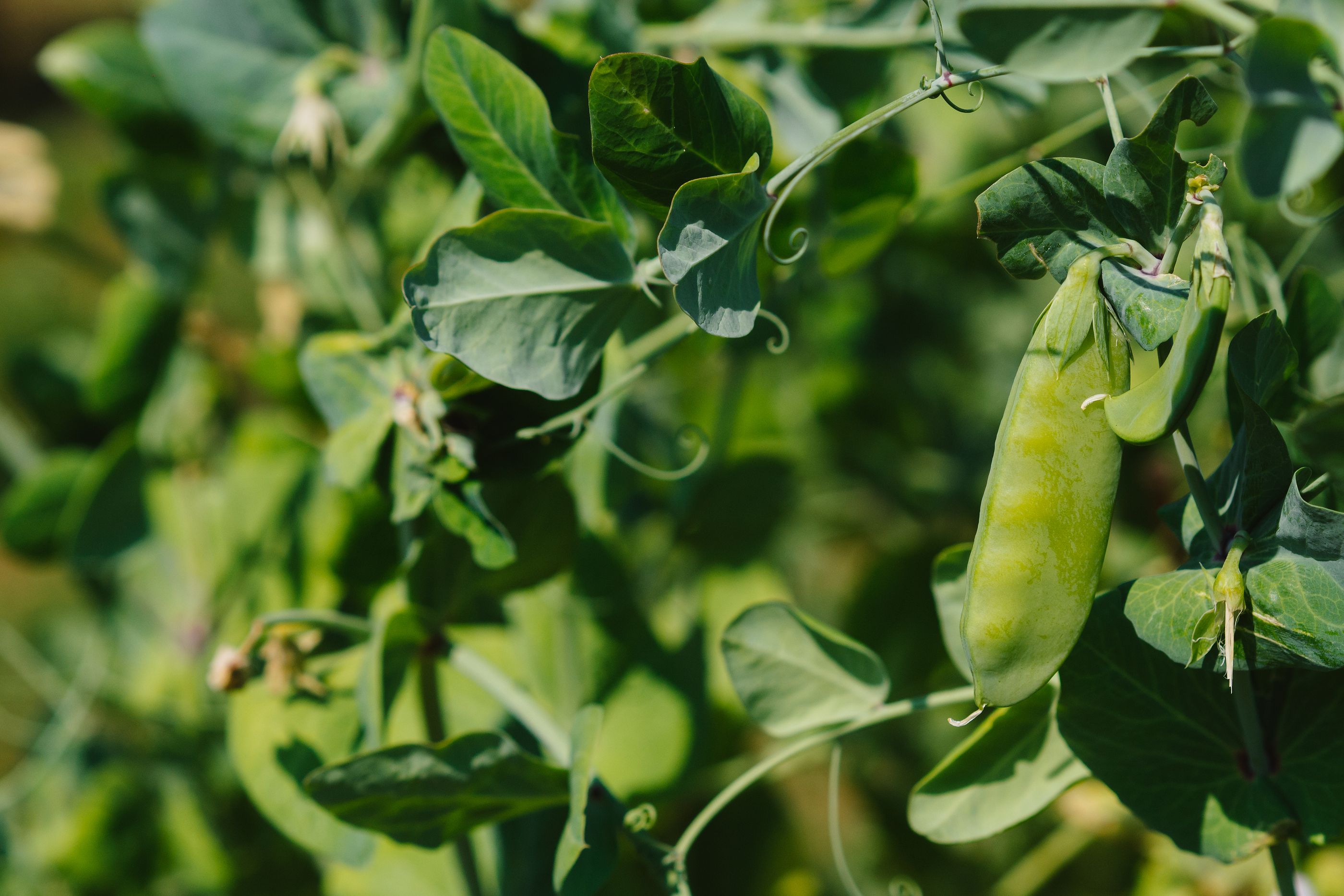 Mejoran el genóma de una planta clave para combatir el Covid