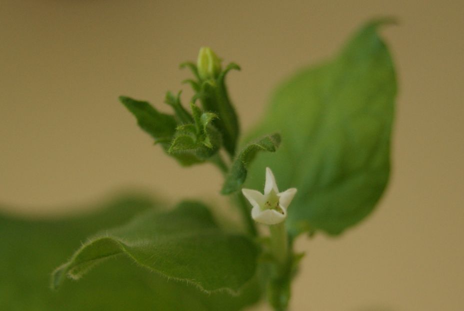 Nicotiana benthamiana flower