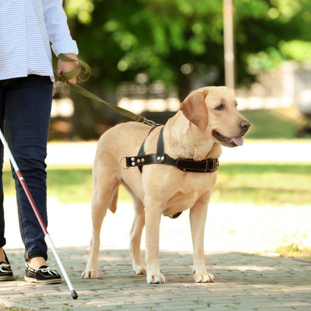 ¿A lugares públicos se puede acceder por ley con un perro?