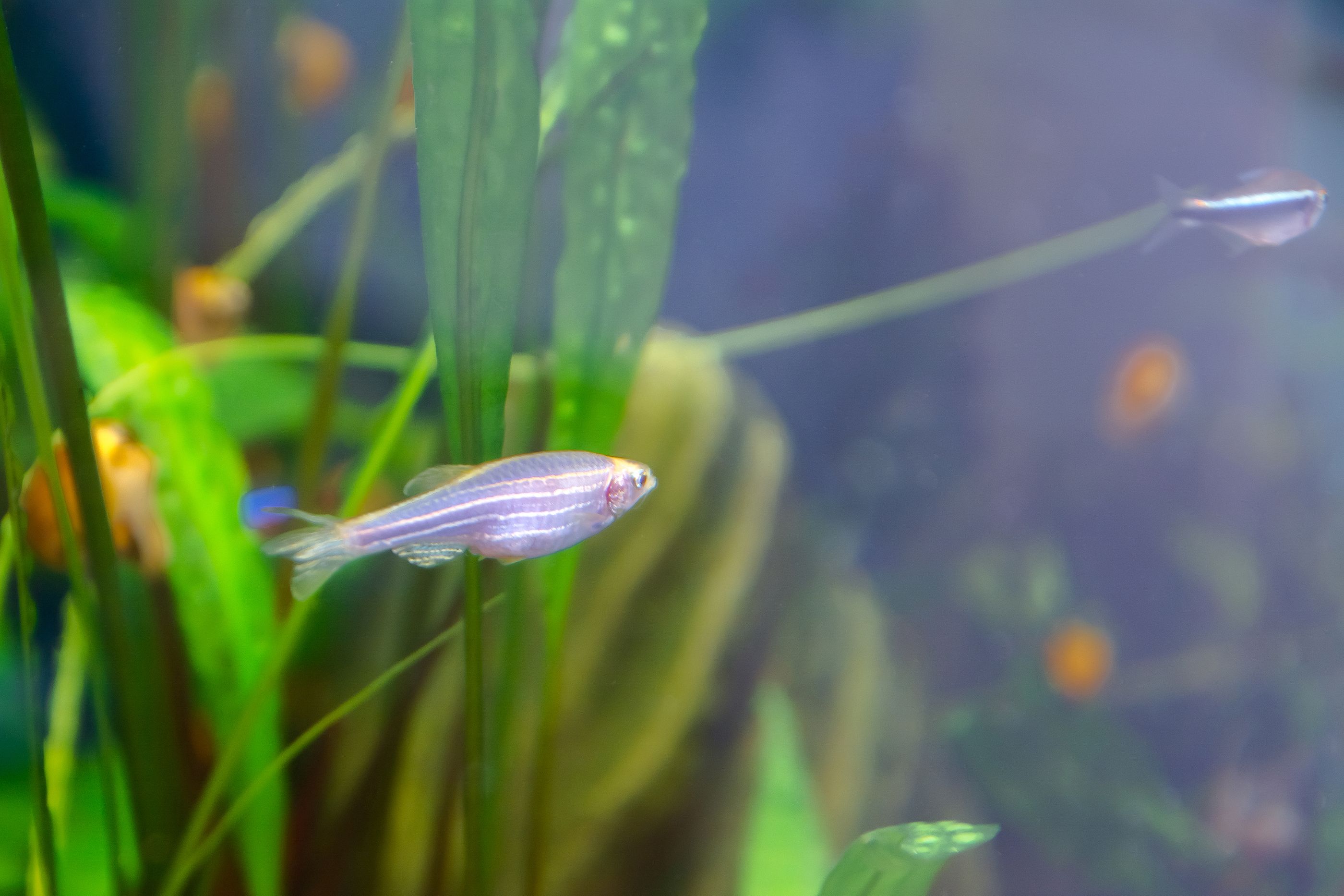 Un estudio en peces evidencia que la obesidad afecta a la memoria a corto plazo. Foto: Bigstock