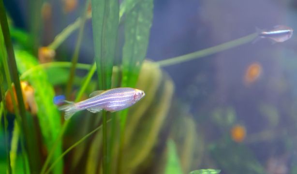 Un estudio en peces evidencia que la obesidad afecta a la memoria a corto plazo. Foto: Bigstock