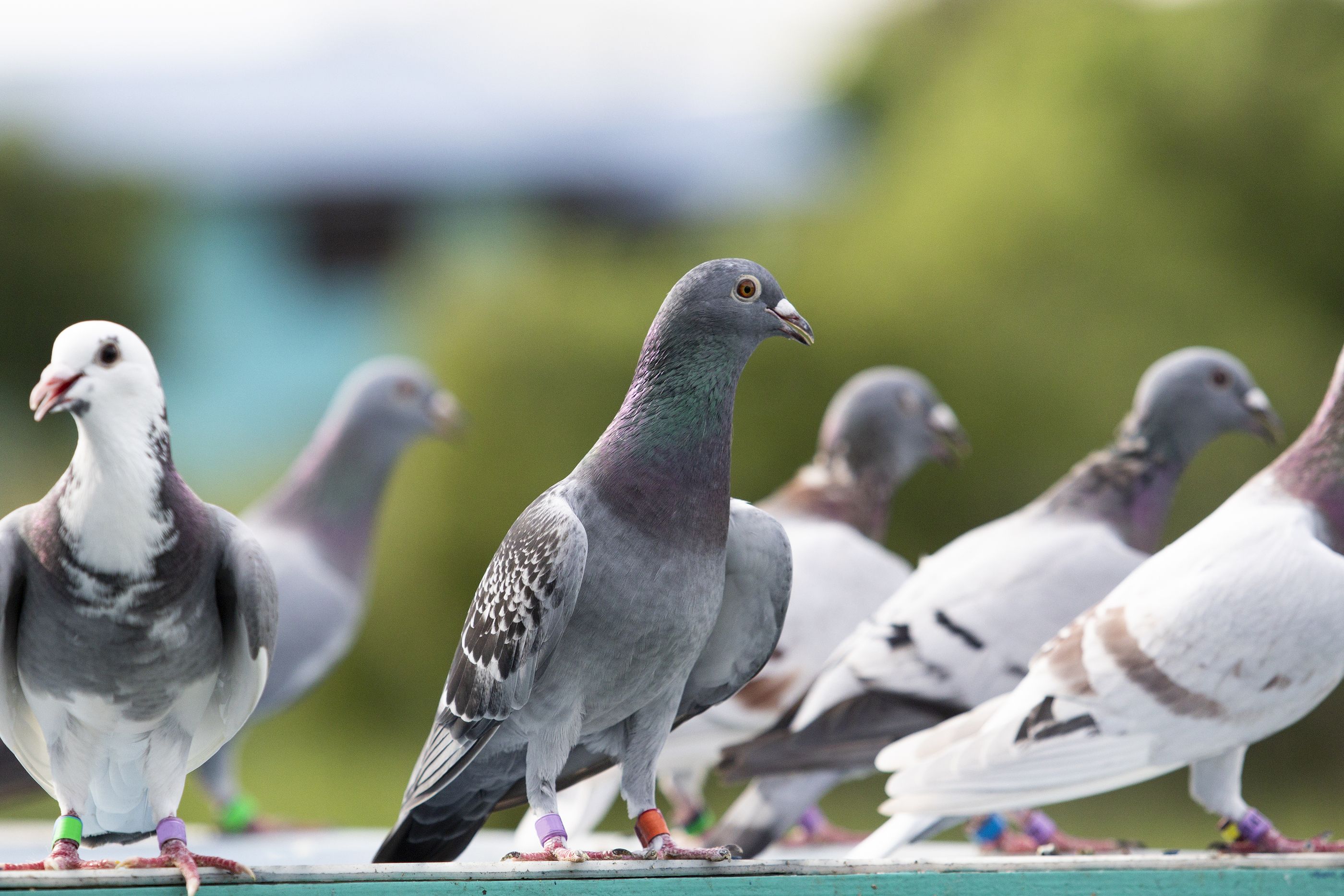 Estos son los colores más afectados por las defecaciones de las palomas en los coches