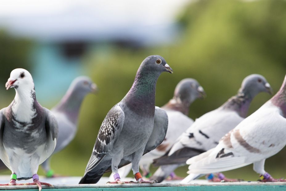 Estos son los colores más afectados por las defecaciones de las palomas en los coches