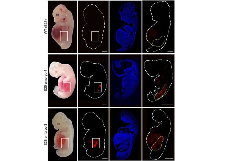 Células renales humanizadas (fluorescencia roja) dentro del embrión en comparación con un embrión de cerdo 'salvaje'.
