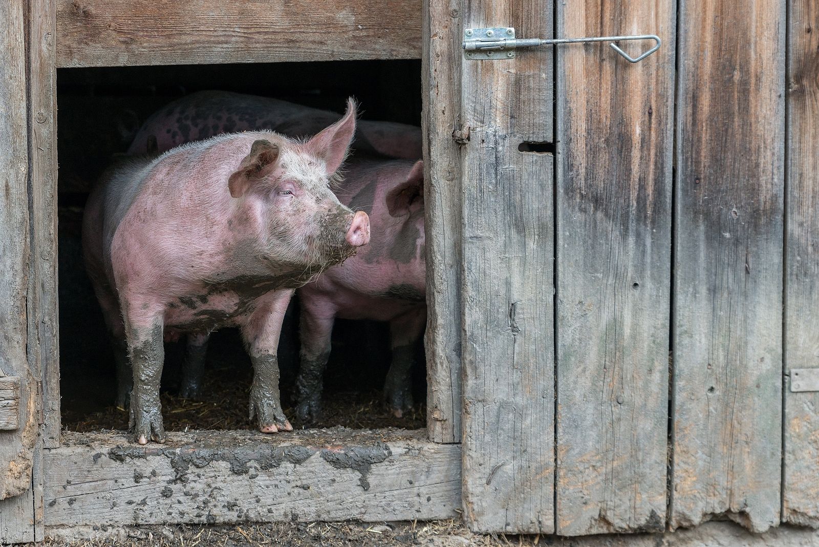 Cultivan por primera vez riñones humanos dentro de embriones de cerdo